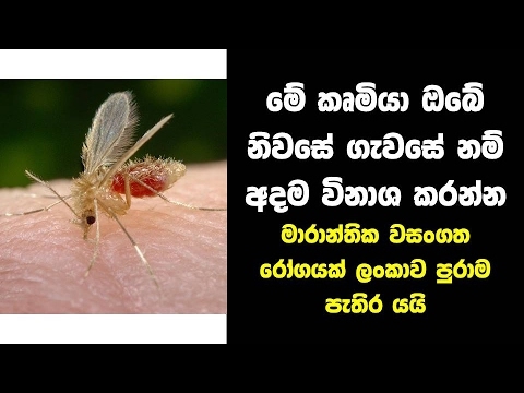 මේ කෘමියා ඔබේ නිවසේ ගැවසේ නම් අදම විනාශ කරන්න - Health Problems Caused By Sand Flies- New 2017