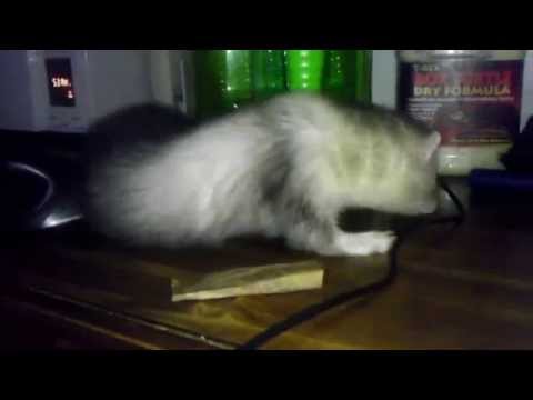 Down Syndrome Ferret
