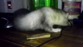Alice the Ferret