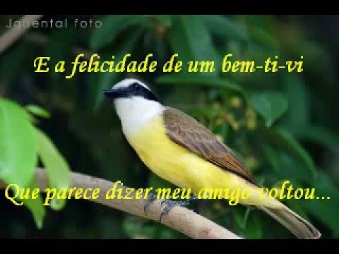 Escolta de Vagalumes - Rick e Renner