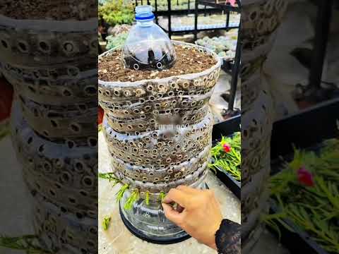 Technique planting portulaca flower more wonderful #shortvideo #bonsai #howtogrowportulaca #nature