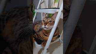 お気に入りの踏み台の上でくつろぐ猫【ベンガル猫】