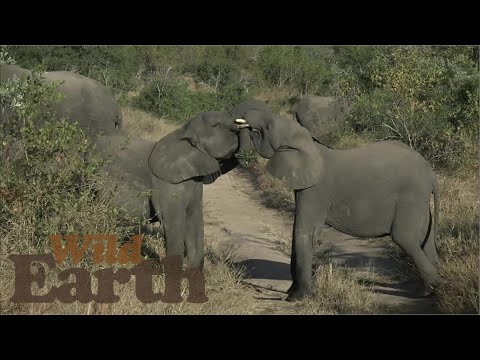 Elephant shenanigans