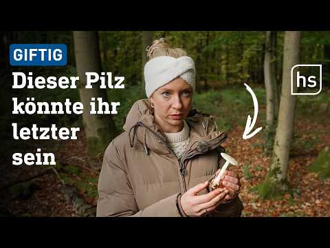 Pilze sammeln in Hessens Wäldern: So schön, so gefährlich | hessenschau