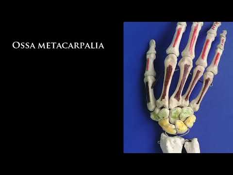 Anatomie der Hand: Metacarpus - Phalangen