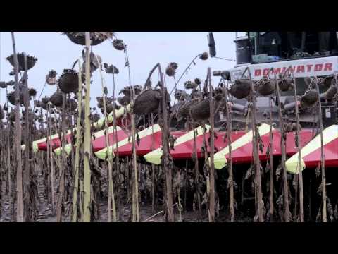 Olimac Drago sunflower harvesting
