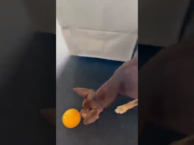 Vídeo relacionado con Planet Dog Orbee-Tuff Snoop - Dispensador de recompensas con Forma de Bola - Rompecabezas Interactivo para Perros - Naranja - Grande