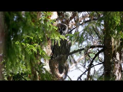 Great grey owl Lappugle  Bartkauz Laplanduil Бородатая неясыть Hedmark panasonic gh4