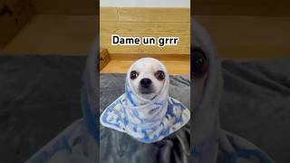 Dame un grr 🐶 #dogshorts #dameungrrr