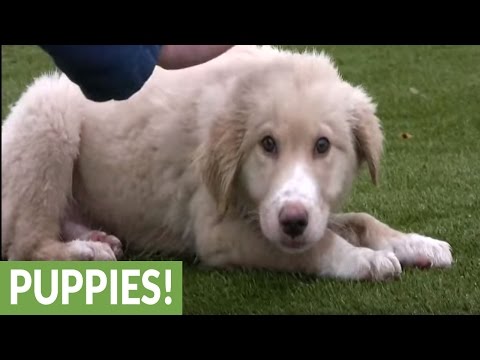 Great Pyrenees puppies play at animal shelter
