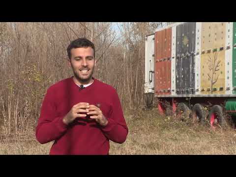 Boja meda ep.93 17.12.2019. - Zimsko klube, dugoživeće/kratkoživeće pčele, Hanemanova rešetka