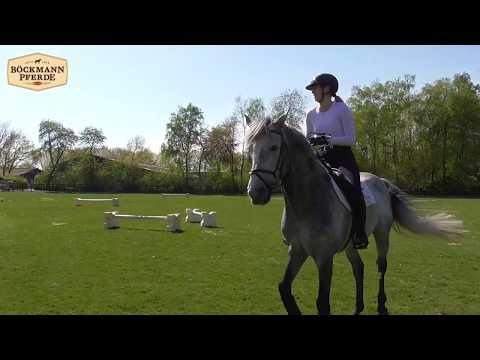 "Checkter", v. Cellestial x Lord Pezi, geb. 2013