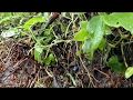 Vivasayam Tamil Vivasayam Status Tamil Natural Status Tamil Songs Tamil WhatsApp Status Tamil