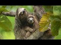 Sloths Are Slow For A Reason | 4K | Panama 🌎 🇵🇦 | Wild Travel | Robert E Fuller