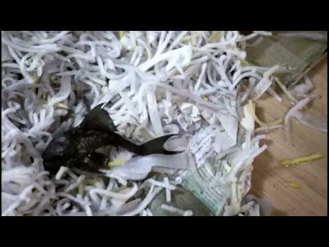 Hilmar Örn Hilmarsson & Sigur Rós - Bíum Bíum Bambaló