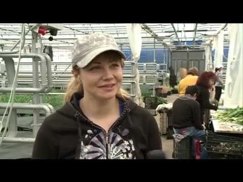 кфх триколор  НАЧАЛО