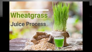 Process of Wheatgrass Juice Day 2- (7 Days Fatness to Fitness Challenge)