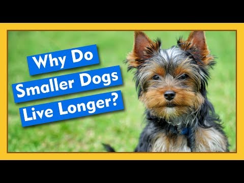 Why Do Smaller Dogs Live Longer? And Other Questions