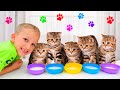Vlad Dan Niki Bermain Dengan Anak Kucing