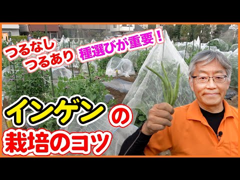 ブッシュインゲンの準備: どのようなオプションがありますか? ライフスタイル