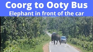 Coorg to Ooty by KSRTC Bus -  Amazing Nilgiri Hills Route - Elephant on Road