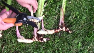 How To Keep Canna Bulbs Over The Winter - Also Known As Canna Rhizomes