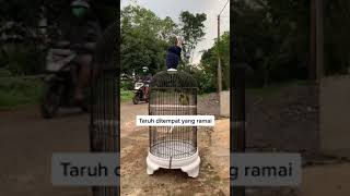 Download lagu Cara Mudah Menjinakkan Lovebird Giras atau Galak mp3