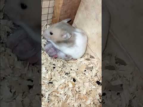 Baby hamster eating egg🥰