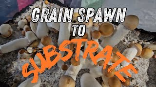 Exclusive: Mushroom Grain Spawn Fruiting Tutorial