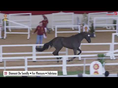 Dark for Fun B_Hengst v. Diamant de Semilly x For Pleasure_Hengststation Bachl_2025_2. Freejumping