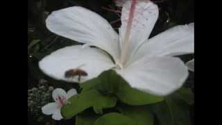 My angel sing to me!