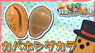 海辺で拾えるオレンジ色のタカラガイ！カバホシダカラをご照覧あれ！【貝殻コレクション/ゆっくり解説＃２】