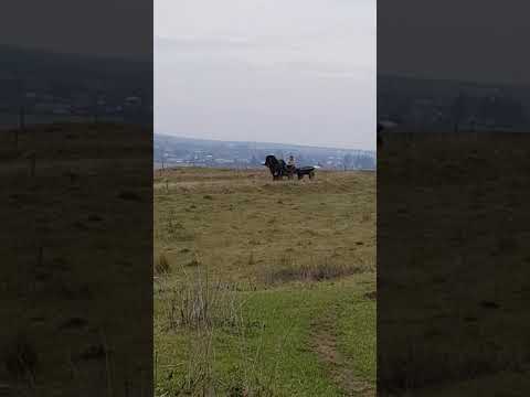 Armasaru lui Dorel Darmanesti Suceava