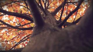 preview picture of video 'Autumn in HD Kitebox Stanmer Park Brighton'