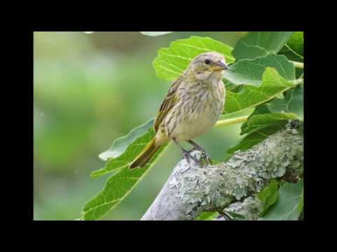 luciano hortencio - CANÁRIO CINZENTO - popular - Coisas que o tempo levou - 16.11.2016