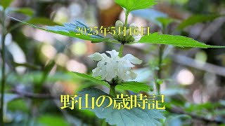 野山の歳時記　近所の山麓で咲いていた花など　2025年5月16日