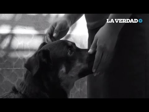 Conoce la historia de "el borras" el perro de Roma.