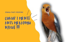 Download lagu Merangsang Emosi Dalam Hitungan Detik, Pancingan Dan Terapi Anis Merah Macet Bunyi | AMO 24 mp3 Download lagu Merangsang Emosi Dalam Hitungan Detik, Pancingan Dan Terapi Anis Merah Macet Bunyi | AMO 24 mp3