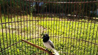 Download lagu Suara Burung Tali Pocong/Seriwang mp3 Download lagu Suara Burung Tali Pocong/Seriwang mp3