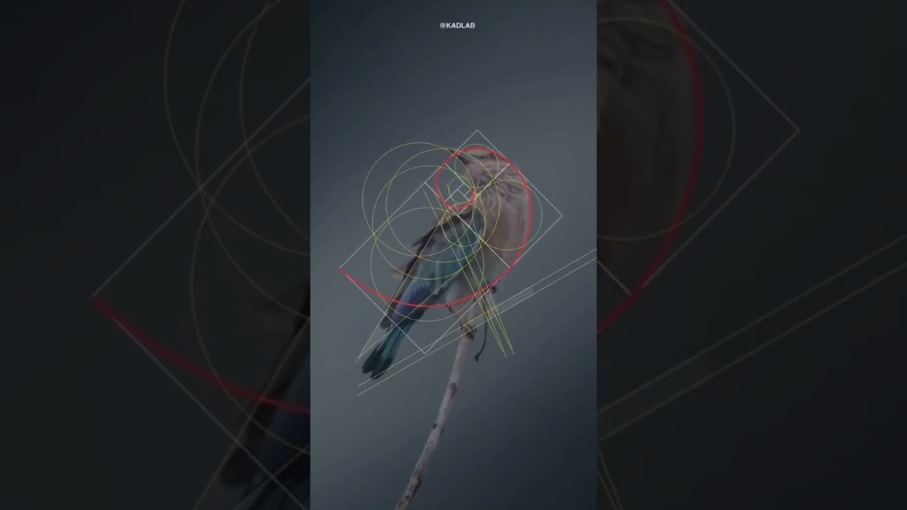 Bird Sketch | Made by Design tag.Follow Grafik Dot  for more design inspirations.Contact us.