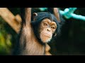 Saving Trudy Documentary