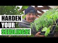 Hardening Off Young Plants And Seedlings - A Complete Guide