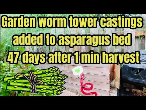 ￼￼Why I waited 47 days after harvesting my worm bin before using the castings