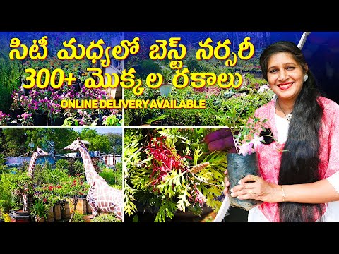 🔴 Best Nursery in Hyderabad | 300+ Plant Varieties | Starting from ₹10 | Online Delivery Available🌿