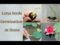 How To Grow Lotus Seeds At Home - Easy Process step by step
