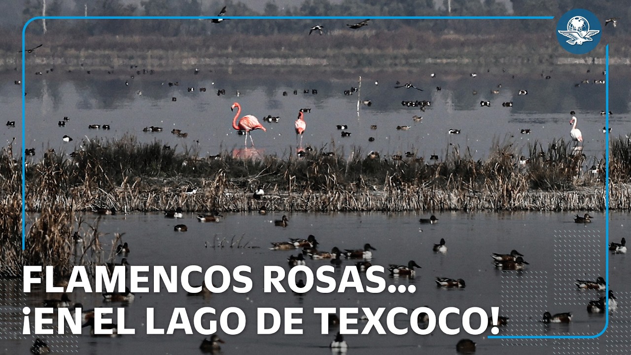 Flamencos rosados visitan el Lago de Texcoco