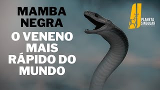 Mamba Negra: A Cobra Mais Mortal da África | Documentário Completo