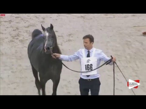 SHARJAH 2016 - Class 9