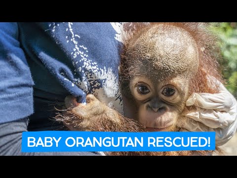 ORANGUTAN BABY RESCUE!