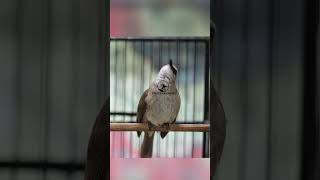 Download lagu Masteran Trucukan Gacor ROPEL PANJANG Ampuh Untuk Pancingan Trucuk Agar Cepat Menaikkan GACOR 85 mp3